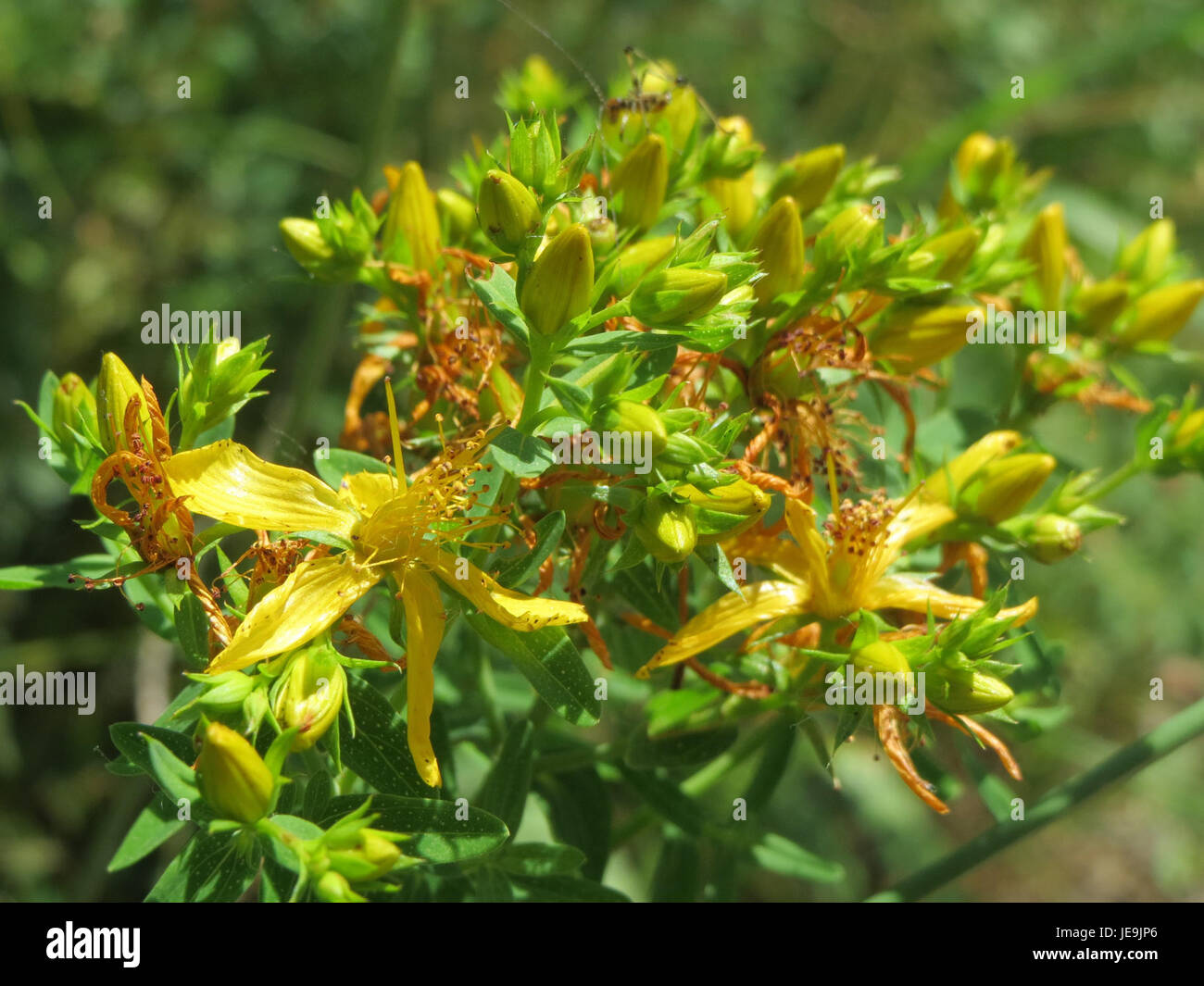 Uno studio botanico sull'Hypericum perforatum, comunemente noto come St. John's Wort. L'illustrazione enfatizza i suoi caratteristici fiori gialli e le sue proprietà medicinali, spesso utilizzate nei rimedi erboristici. Foto Stock