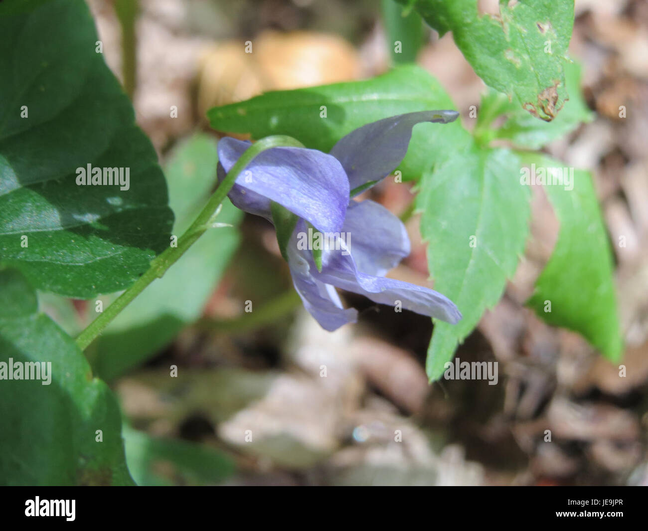 Viola reichenbachiana, conosciuta come la Viola dei primi cani, è una pianta fiorita che si trova nei boschi di tutta Europa, caratterizzata dai suoi fiori viola e dalle foglie a forma di cuore. Foto Stock