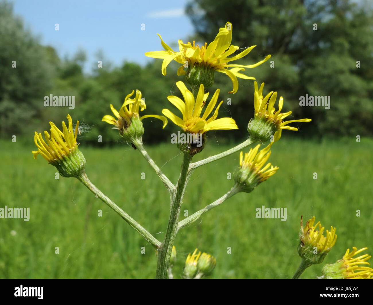 Jacobaea paludosa, una specie di pianta in fiore della famiglia delle Asteraceae, è originaria dell'Europa. Conosciuto per i suoi fiori gialli, cresce in aree rocciose secche ed è spesso usato per scopi medicinali a causa dei suoi composti bioattivi. Foto Stock