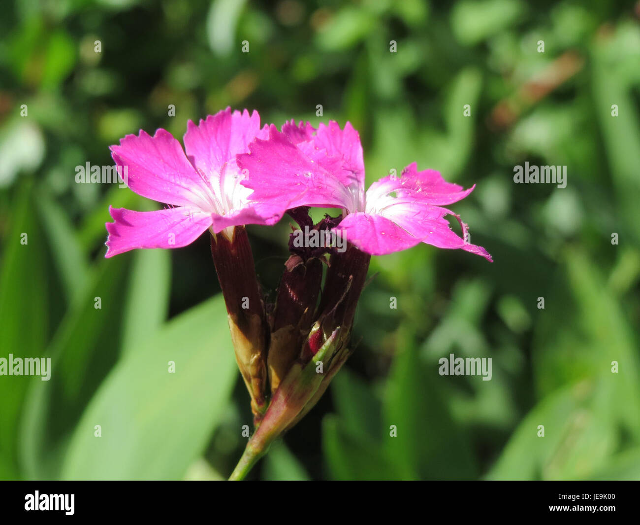 Questa immagine mostra il Dianthus carthusianorum, una specie di garofano selvatico, noto per i suoi vibranti fiori rosa e le sottili foglie simili all'erba, che si trovano tipicamente nelle regioni montuose d'Europa. Foto Stock