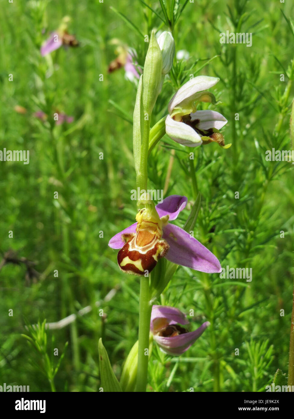 Ophrys apifera, nota anche come orchidea delle api, è una specie di orchidea originaria dell'Europa. Prende il nome dal suo fiore, che assomiglia a un'ape, che aiuta nell'impollinazione attraendo api maschi. Questa specie si trova nei prati e nelle praterie. Foto Stock