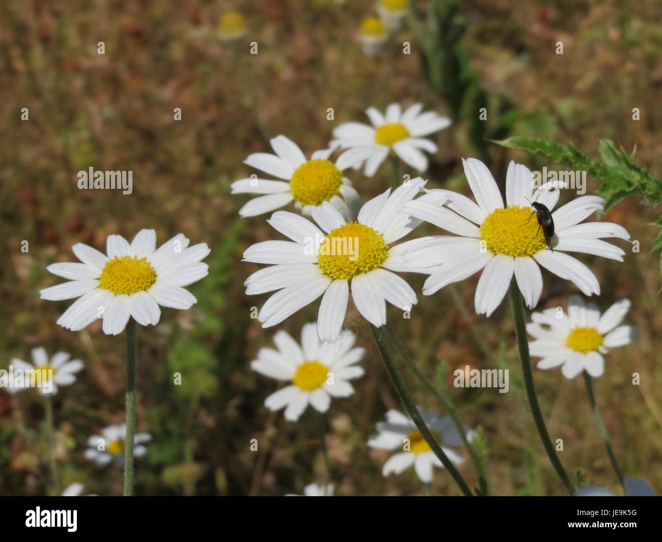 *Anthemis arvensis*, comunemente noto come camomilla di campo, è una specie di piante che si trova nei prati e nei campi in Europa e in Asia. Si caratterizza per i suoi fiori a margherita e le sue proprietà aromatiche. Foto Stock
