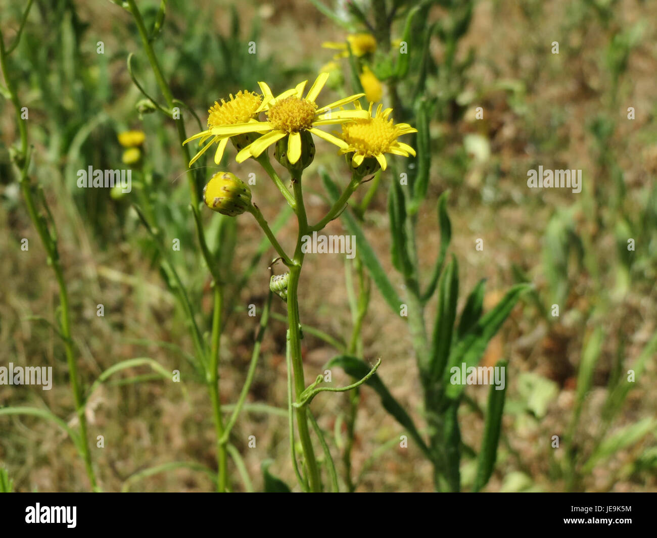 *Senecio inaequidens*, una specie della famiglia delle Asteraceae, è una pianta invasiva che si trova comunemente in Sud Africa. È noto per i suoi fiori gialli brillanti e la rapida diffusione in aree disturbate, che interessano gli ecosistemi locali. Foto Stock