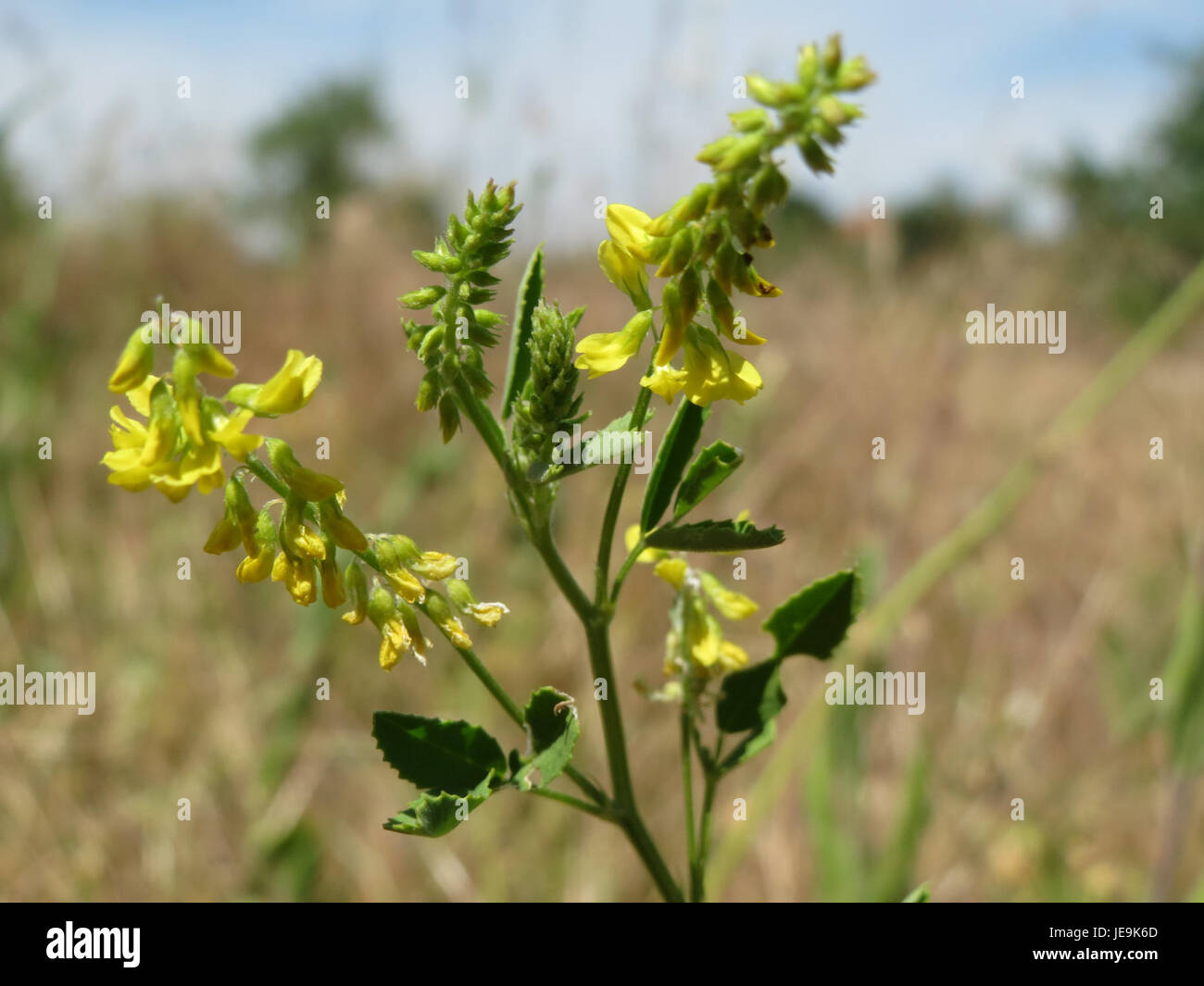 Il Melilotus officinalis, comunemente noto come trifoglio dolce, è una specie vegetale appartenente alla famiglia dei legumi. È usato per le sue proprietà medicinali, in particolare nella medicina tradizionale per i suoi effetti anticoagulanti e antinfiammatori. Foto Stock
