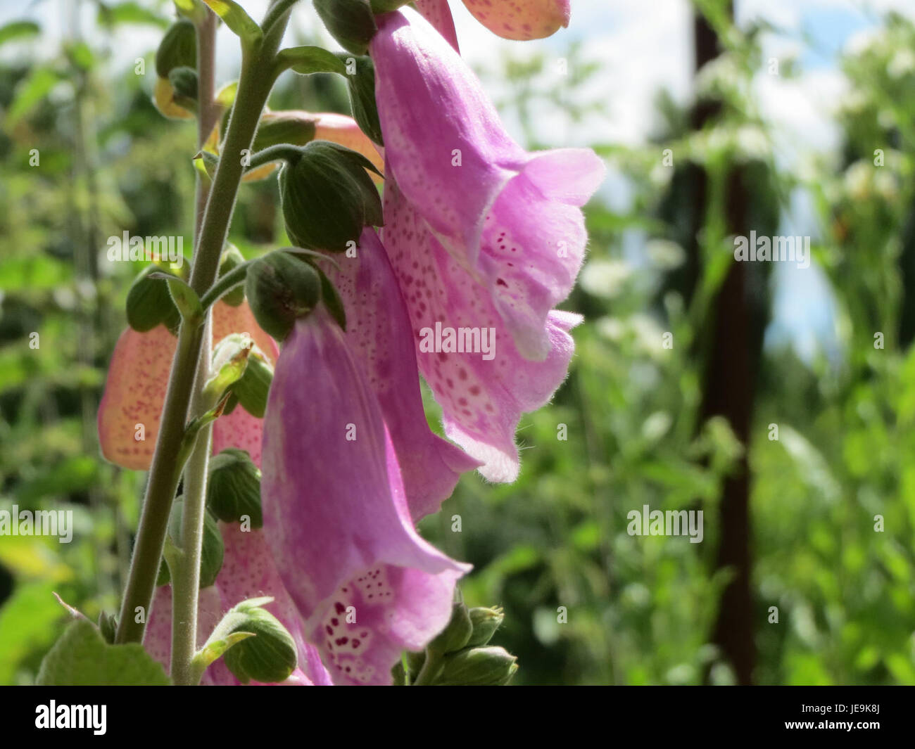*Digitalis purpurea*, comunemente noto come foxglove, è una pianta biennale originaria dell'Europa. È conosciuta per le sue alte punte di fiori viola tubolari, spesso viste nei giardini. La pianta è anche usata in medicina, anche se può essere tossica se consumata in modo improprio. La foto è stata scattata il 14 giugno 2014. Foto Stock