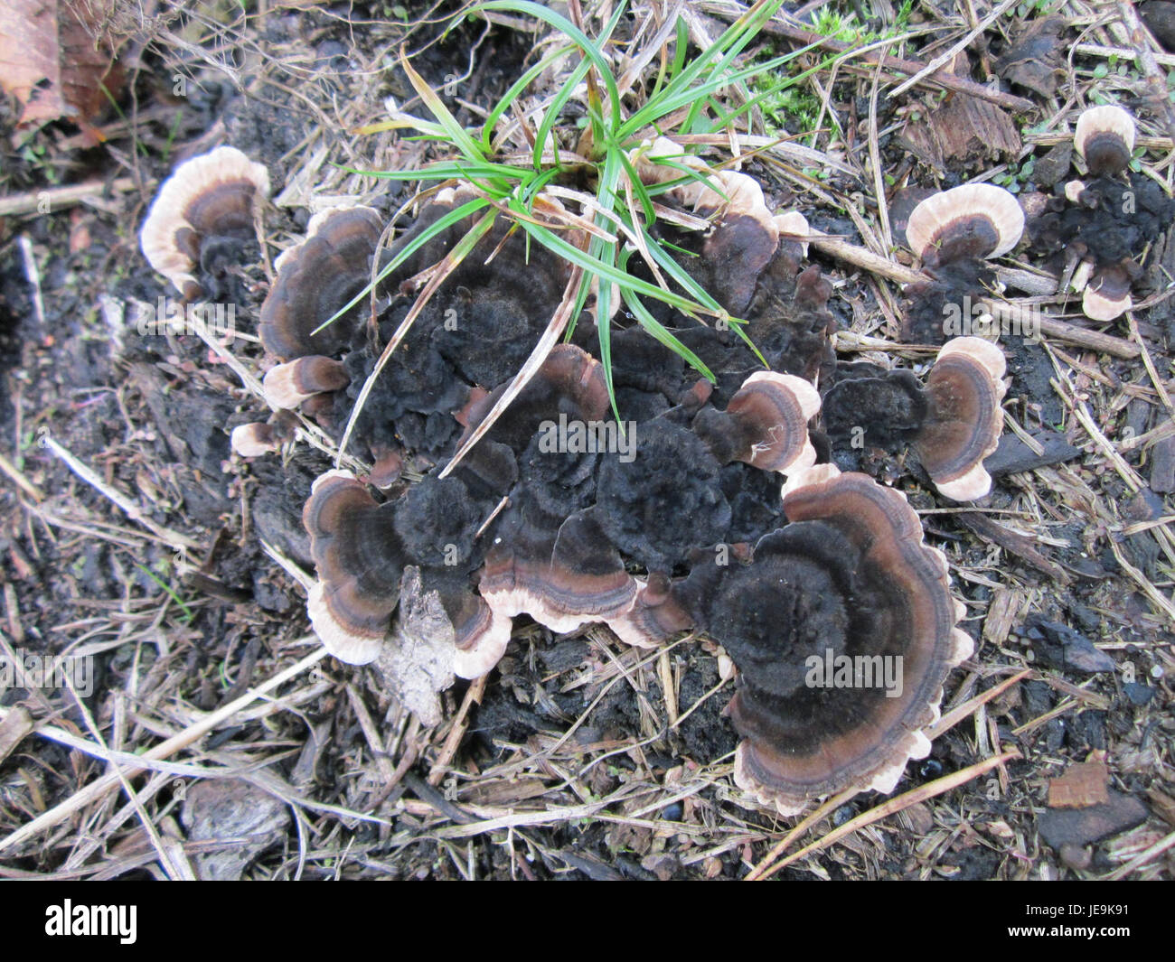 Il Pilze, o funghi, a St Leon si riferisce alle diverse specie di funghi presenti in questa zona. La regione è nota per la sua ricca biodiversità, in particolare in termini di funghi, che svolgono un ruolo fondamentale nell'ecosistema locale. Foto Stock
