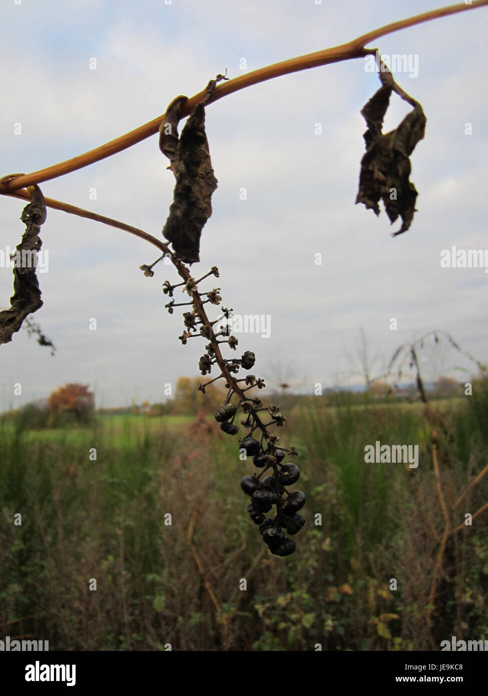 Kermesbeere, noto anche come kermes Oak, è una specie di arbusto che si trova nella zona di St. Leon in Germania. È noto per i suoi bacche rosse e per l'uso tradizionale nell'industria delle tinture. Foto Stock
