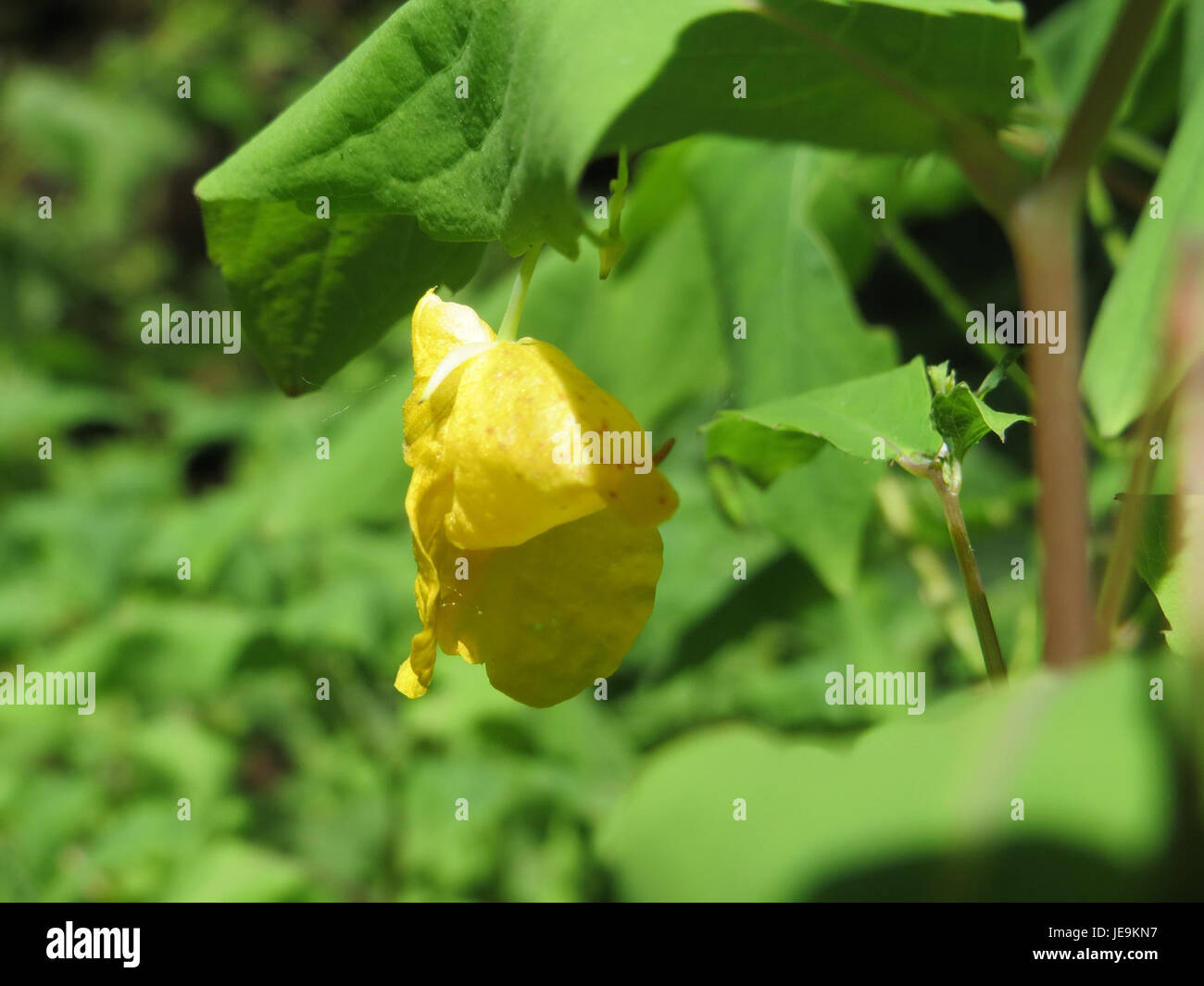 Impatiens noli-tangere, comunemente noto come balsamo touch-me-not, è una specie di piante in fiore originaria dell'Asia e di parti dell'Africa, nota per i suoi sensibili baccelli che esplodono i semi quando toccati. Foto Stock