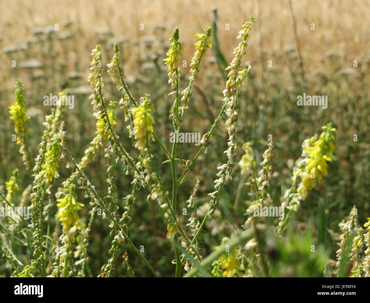 Il Melilotus officinalis, comunemente noto come trifoglio dolce giallo, è una pianta erbacea con fiori gialli, originaria dell'Europa e dell'Asia, e utilizzata nella medicina tradizionale per le sue proprietà anticoagulanti. Foto Stock