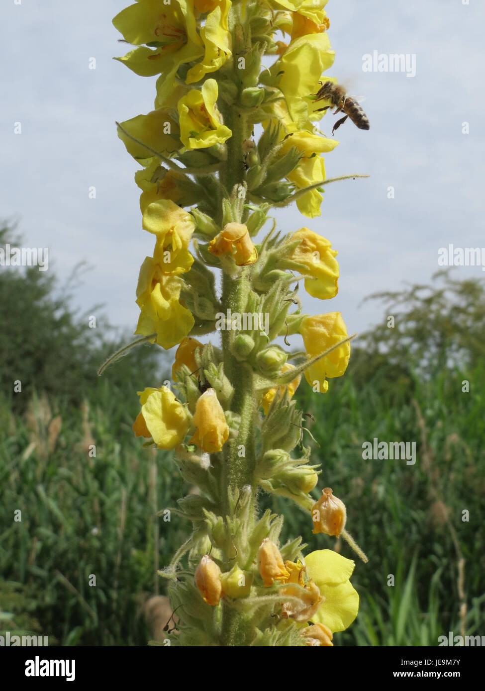 Il Verbascum thapsus, comunemente noto come grande mulleina, è una specie vegetale originaria dell'Europa e dell'Asia. Presenta alte punte di fiori gialli ed è noto per le sue proprietà medicinali, spesso utilizzate nei rimedi erboristici. Foto Stock