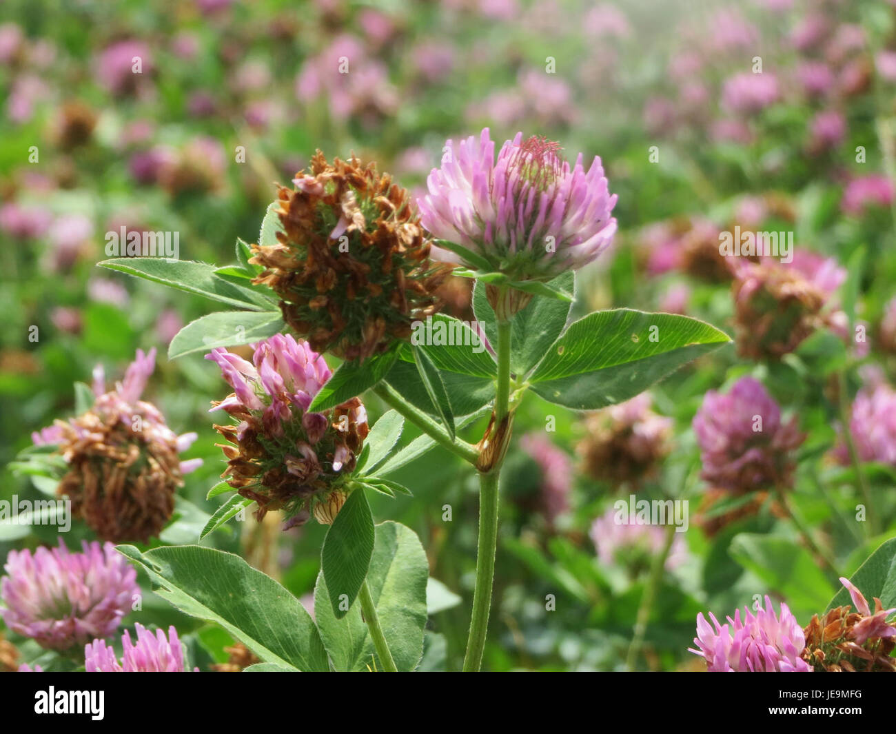 Il Trifolium pratense, comunemente noto come trifoglio rosso, è mostrato in piena fioritura, con i suoi fiori viola e le marcature distintive delle foglie, ampiamente utilizzato nei rimedi erboristici. Foto Stock