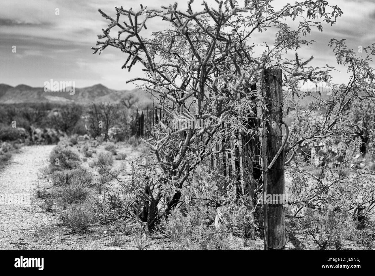 «Pendente sulla recinzione del deserto» è una fotografia scattata nel 2014, che cattura un momento in un paesaggio desertico. L'immagine raffigura una persona appoggiata su una recinzione in un ambiente arido e arido. Foto Stock
