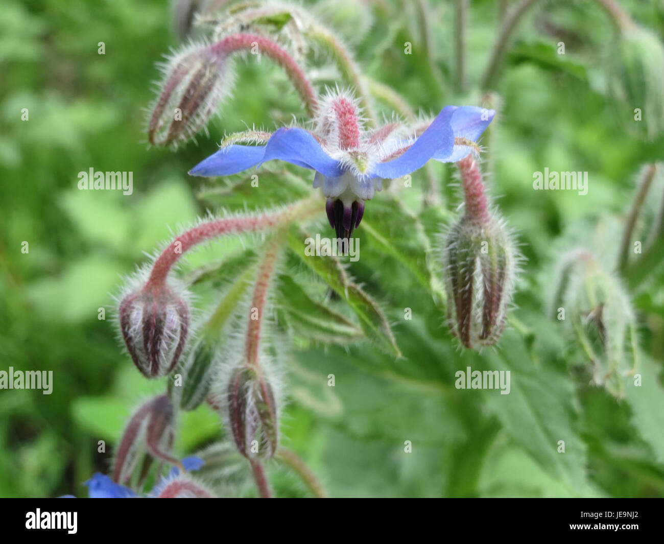 Il Borago officinalis, o borage, è un'erba originaria della regione mediterranea, nota per i suoi fiori a forma di stella blu e le proprietà medicinali, comunemente usata nei rimedi erboristici. Foto Stock