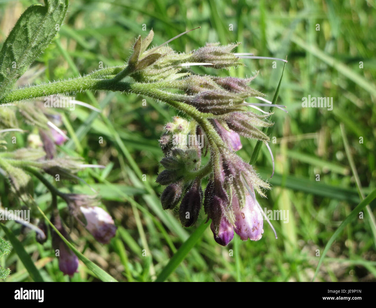 L'immagine rappresenta il Symphytum officinale, comunemente noto come Comfrey, una pianta medicinale nota per le sue proprietà curative. Le radici e le foglie della pianta sono tradizionalmente utilizzate per trattare ferite, fratture e altri disturbi. Questa erba è ampiamente riconosciuta nella medicina a base di erbe per il suo potenziale nel promuovere la riparazione dei tessuti e ridurre l'infiammazione. Foto Stock