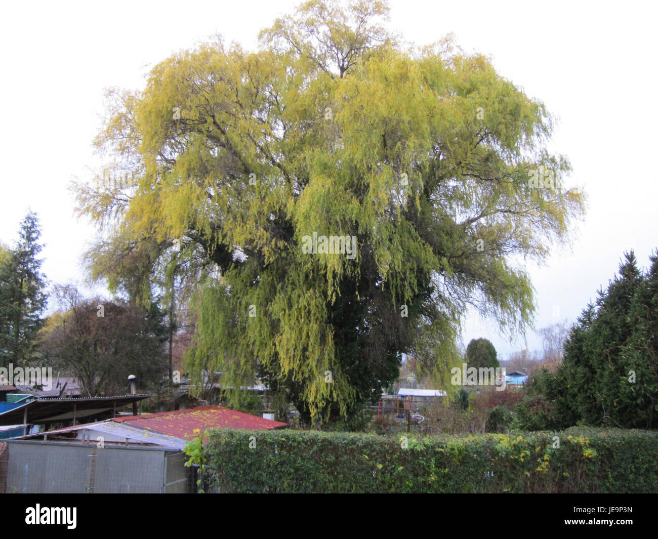 Una fotografia di un albero di Korkenzieherweide (Willow contorto) a Hockenheim, che mostra i suoi caratteristici rami contorti e la sua forma unica. Foto Stock
