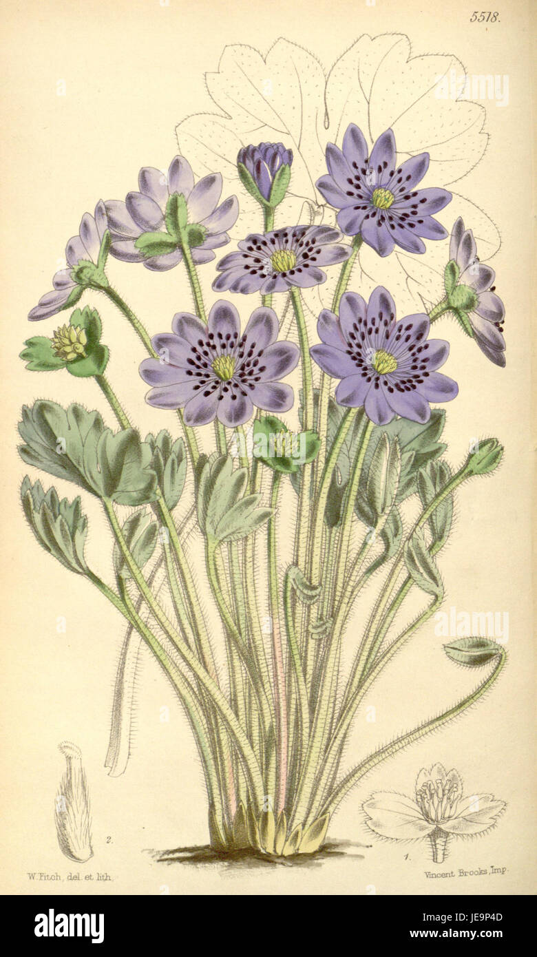 Anemone angulosa - Curtis' 91 (Ser. 3 no. 21) pl. 5518 (1865) Foto Stock