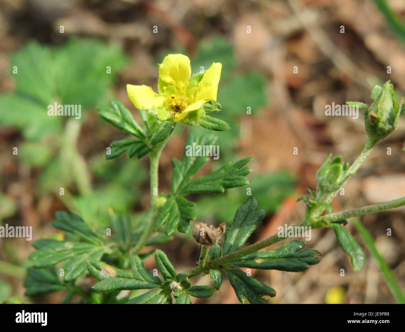 La Potentilla argentea, nota anche come cinquefoglio d'argento, è una pianta perenne originaria dell'Europa. Presenta foglie argentate e fiori gialli brillanti, spesso presenti in terreni secchi e rocciosi nelle regioni temperate. Foto Stock
