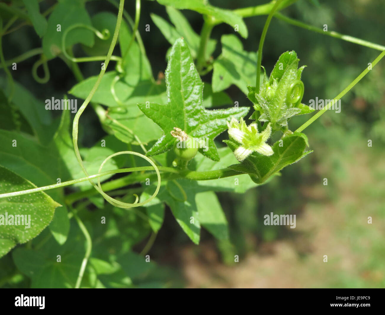 La Bryonia dioica, comunemente nota come White Bryony, è una specie di piante rampicanti che si trova in Europa. La pianta è nota per le sue foglie verdi, bacche rosse e proprietà medicinali, spesso utilizzate nei rimedi erboristici. Foto Stock