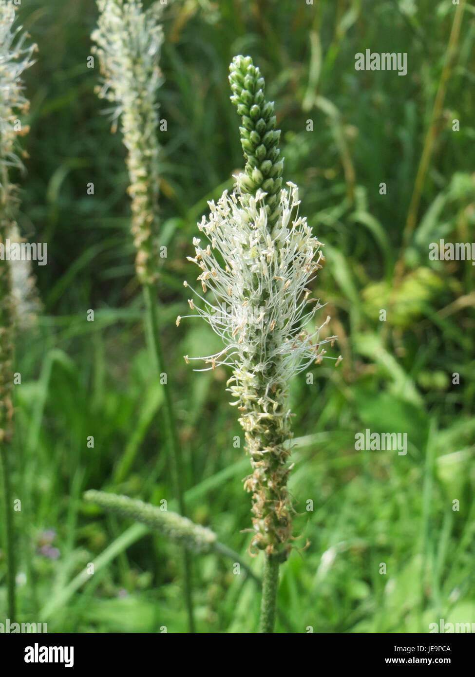 Plantago media, comunemente nota come piantagione di verdura, è una specie di pianta in fiore della famiglia delle piantagioni. Si trova in vari ambienti, tra cui praterie, cime stradali e foreste, ed è noto per le sue foglie lunghe e strette e le infiorescenze simili a picchi. Foto Stock