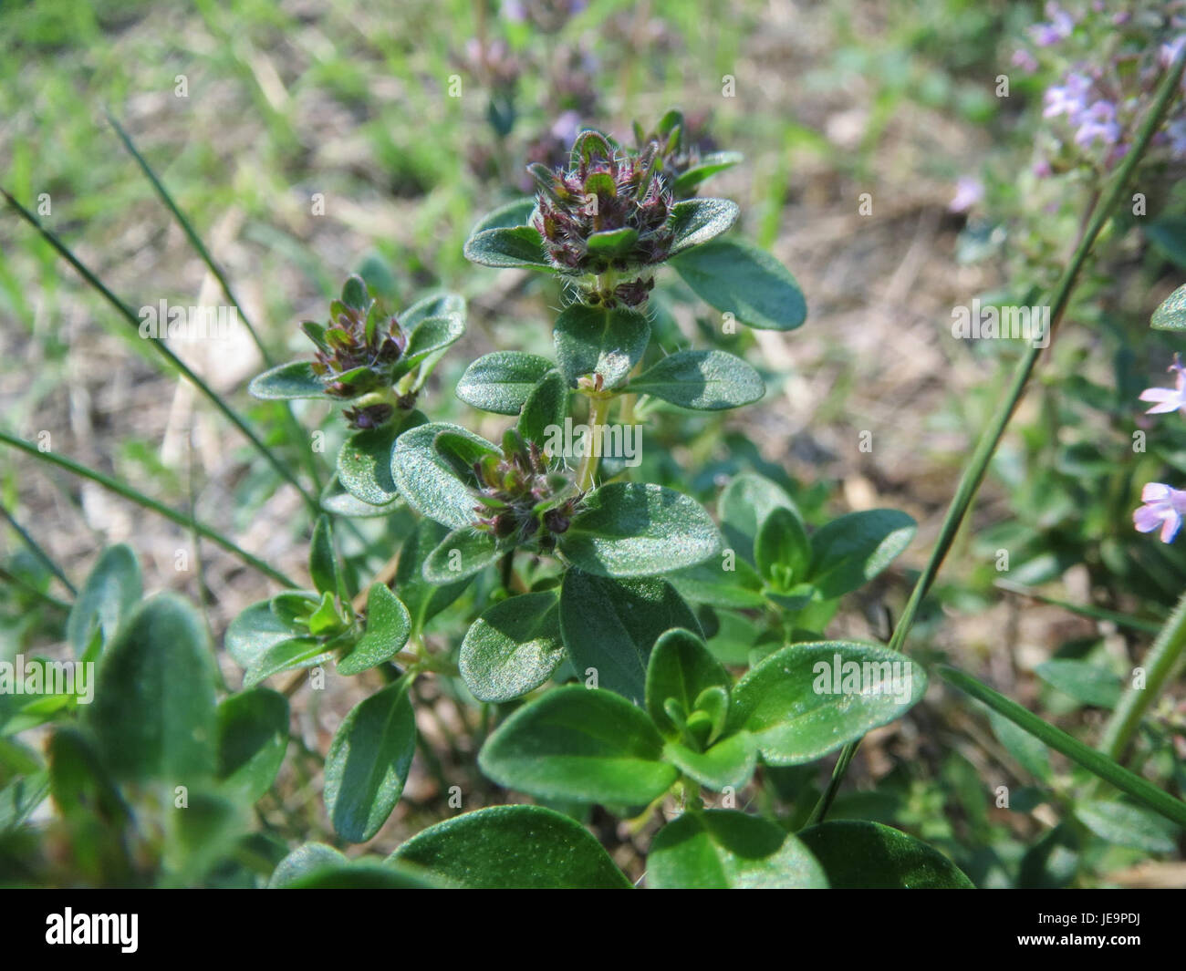 Il timo pulegioides è una specie di timo, nota per le sue piccole foglie verdi e le sue proprietà aromatiche. Si trova comunemente in Europa ed è usato nei rimedi vegetali per le sue proprietà medicinali. Foto Stock