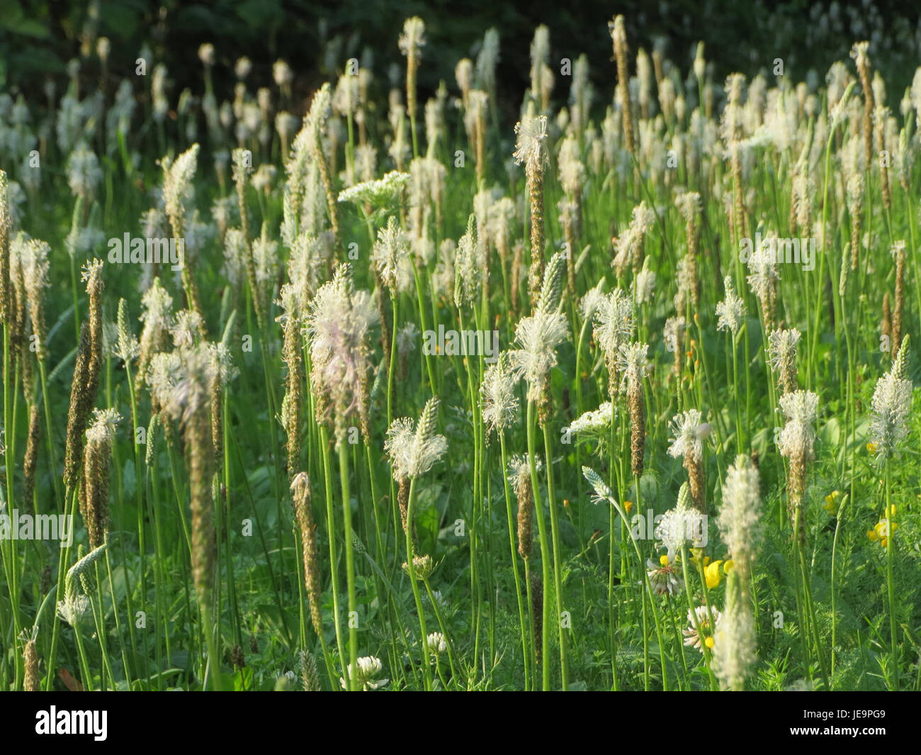 Plantago media, o piantagione a foglie strette, è una specie di pianta della famiglia delle piantagioni. Si trova in genere in habitat erbosi o disturbati, spesso nelle regioni temperate. La pianta è riconosciuta per le sue foglie strette e a forma di lancia ed è talvolta utilizzata nella medicina erboristica per le sue proprietà medicinali. Foto Stock