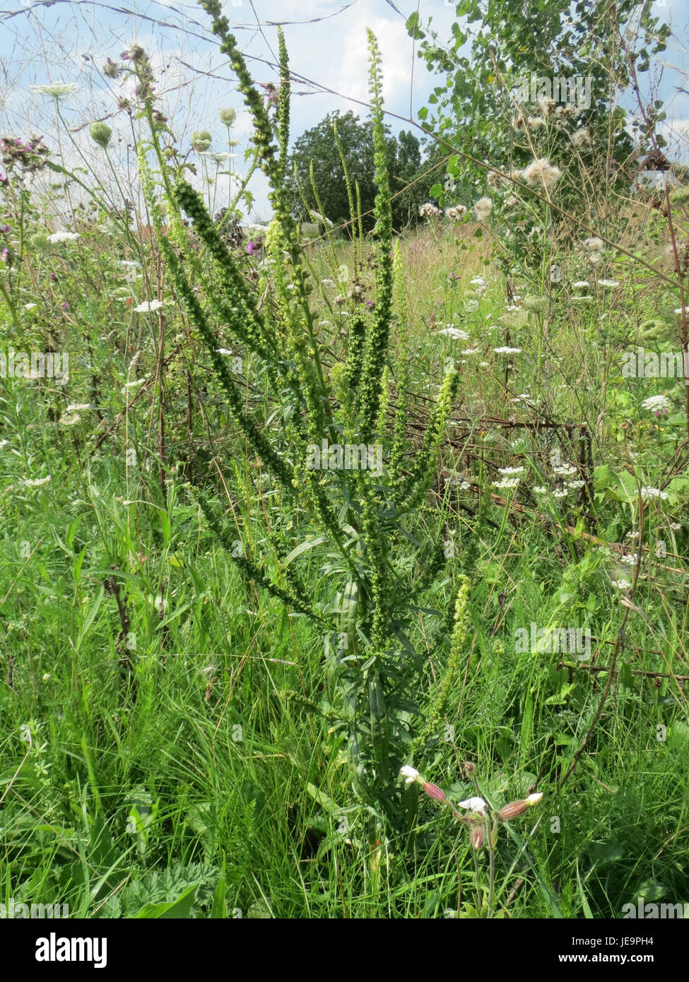La Reseda luteola, nota anche come Weld, è una specie vegetale originaria dell'Europa e dell'Asia. È stato storicamente utilizzato come fonte di colorante giallo, estratto dai suoi fiori e steli. Foto Stock