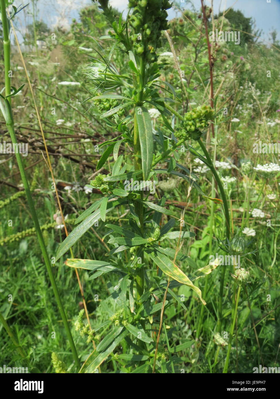 La Reseda luteola, nota anche come saldatura, è una specie vegetale originaria dell'Europa e di parti dell'Asia. Questa pianta è nota per i suoi fiori gialli-verdi ed è utilizzata storicamente come pianta colorante. Prospera nei climi temperati ed è apprezzata per le sue proprietà ecologiche e medicinali. Foto Stock