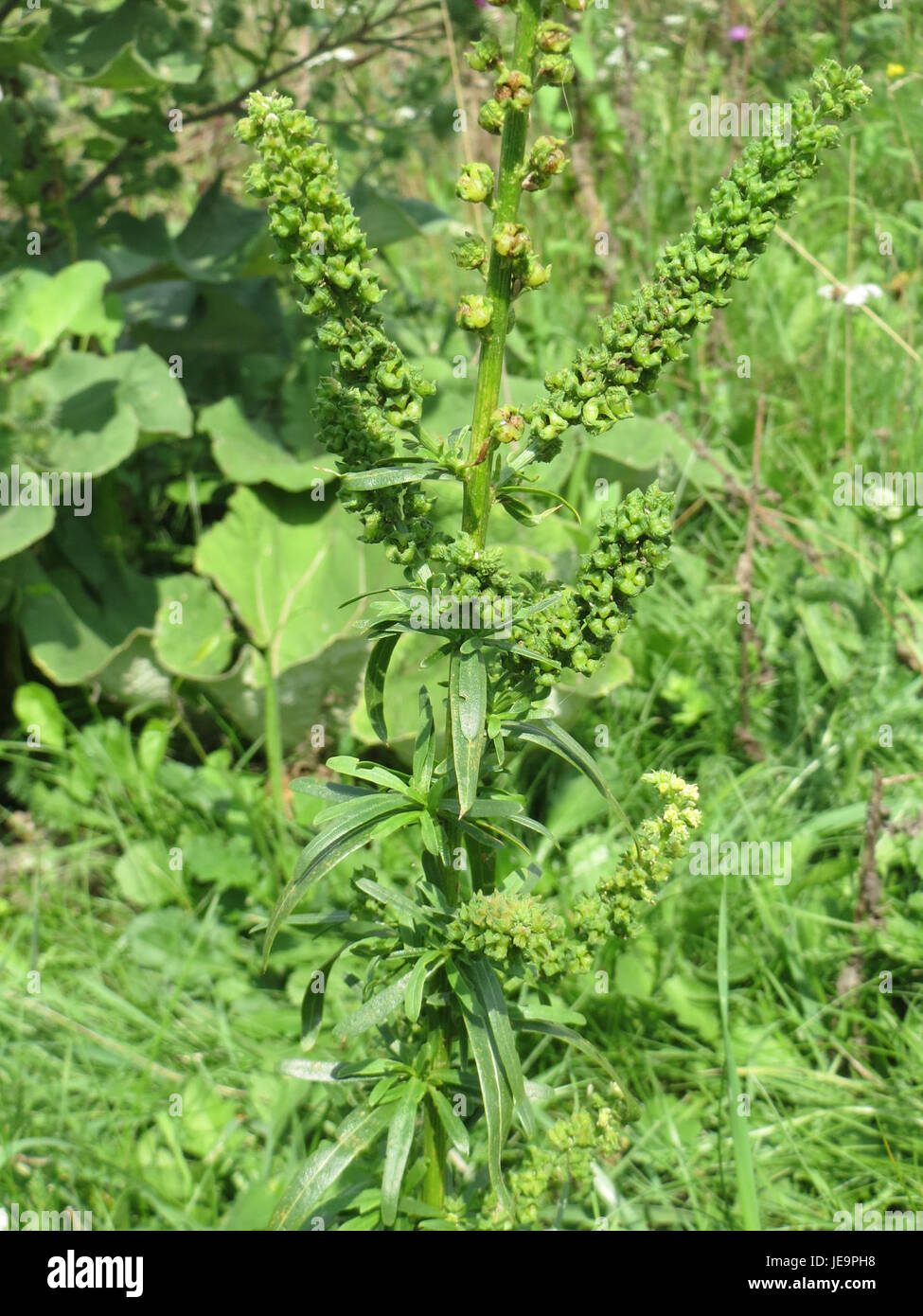 La Reseda luteola, comunemente nota come saldatura, è una specie vegetale utilizzata storicamente per la tintura dei tessuti. Nota per il suo colorante giallo, la saldatura è stata ampiamente utilizzata nelle industrie tessili e ha un valore ecologico nei climi temperati. Foto Stock