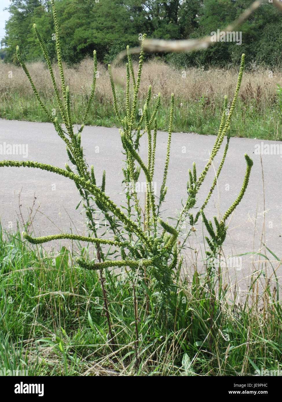 La Reseda luteola, comunemente nota come saldatura, è una specie vegetale originaria dell'Europa e dell'Asia. È stato storicamente utilizzato per le sue proprietà medicinali e coloranti gialle. Foto Stock