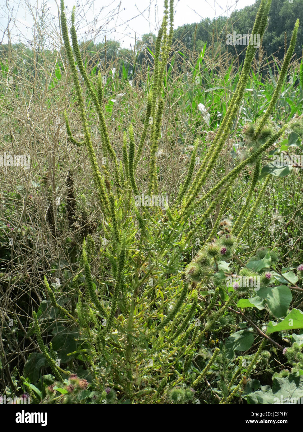La Reseda luteola, nota anche come saldatura, è una pianta fiorita comunemente diffusa in Europa e in Asia, apprezzata per i suoi fiori gialli e per l'uso come colorante nelle storiche industrie tessili. Foto Stock