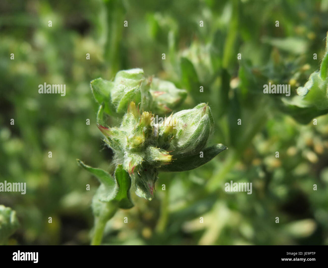 Il Filago lutescens, comunemente noto come granturco giallo, è una specie di pianta in fiore della famiglia delle margherite. Si trova in habitat asciutti e sabbiosi ed è notevole per i suoi ammassi di fiori simili al cotone, che fioriscono in estate. Foto Stock