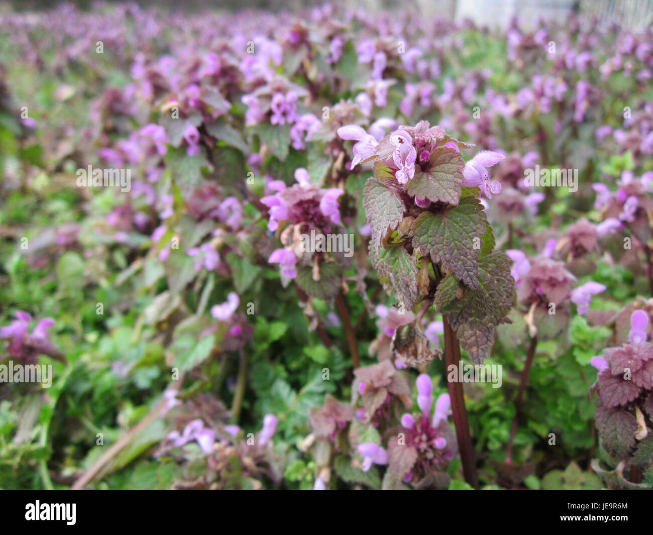 Questa immagine mostra Taubnesseln, noto anche come ortiche morte, a Hockenheim. Queste piante sono comuni nei giardini e nei boschi, apprezzate per il loro aspetto ornamentale e per l'importanza ecologica nel sostenere gli impollinatori. Foto Stock