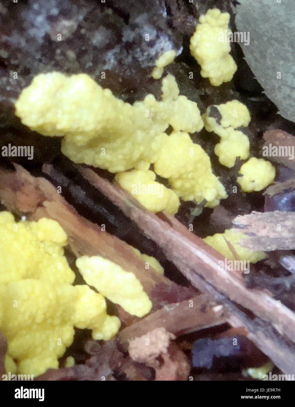 Una fotografia dell'evento PKL dell'agosto 2014 nella Repubblica Ceca, incentrata sui diversi funghi (houby) trovati durante l'evento. Foto Stock