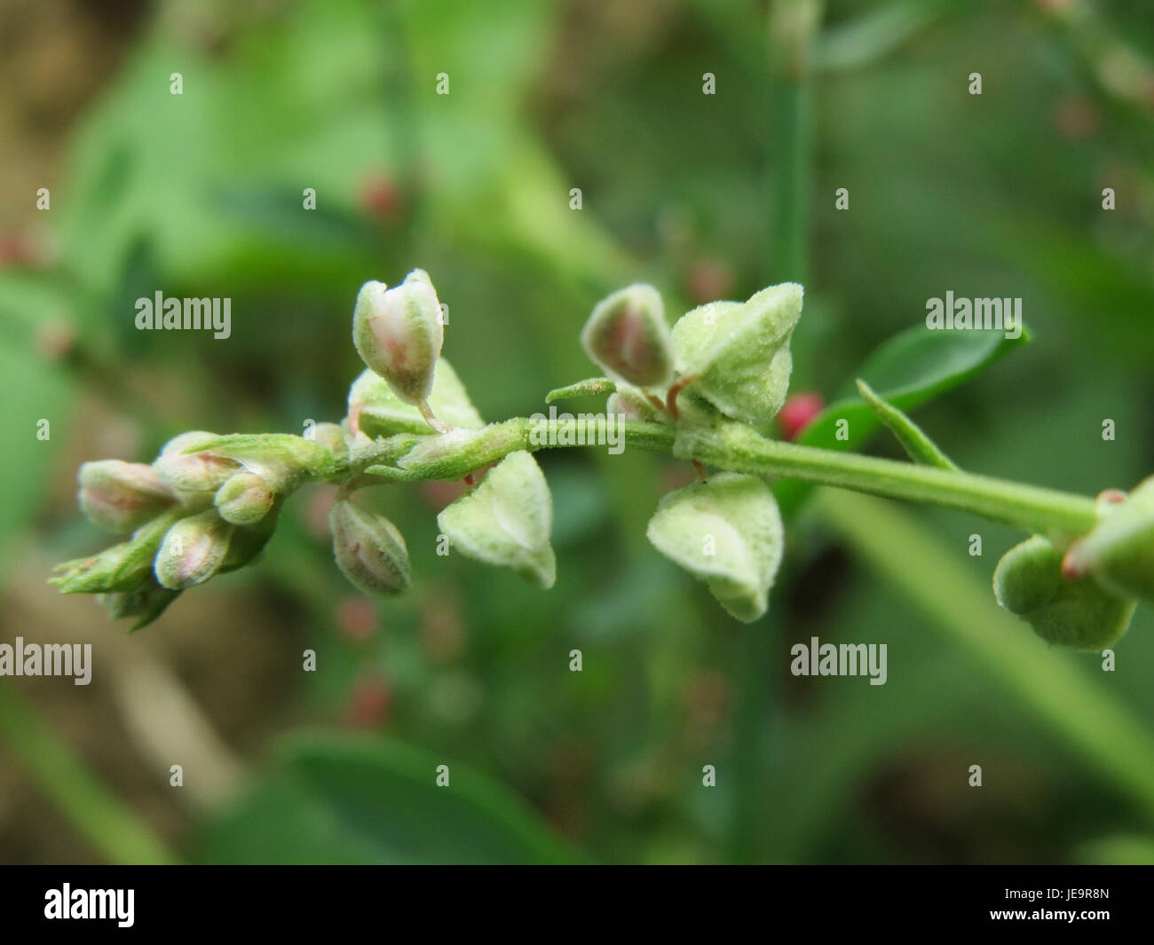 La pianta "Fallopia dumetorum" è identificata nella foto del 2 agosto 2014. Conosciuta per la sua natura in rapida crescita, si trova comunemente in aree disturbate ed è una specie invasiva. Foto Stock