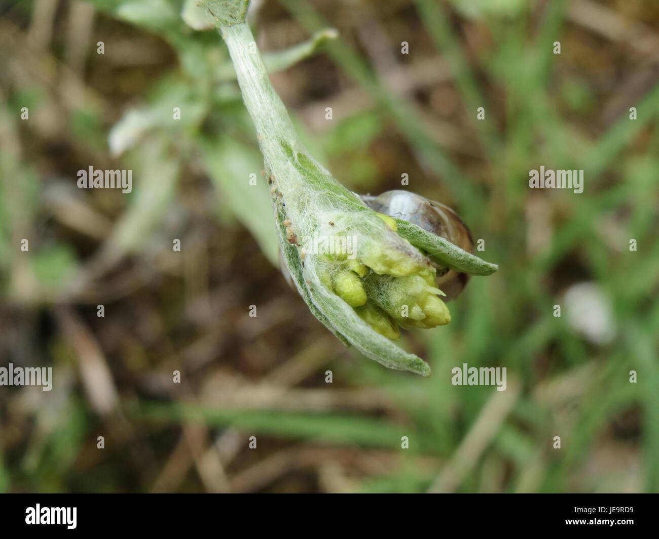 L'Helichrysum arenarium, comunemente noto come immortelle o fiore eterno, è una pianta nota per i suoi fiori gialli brillanti e l'uso nella medicina tradizionale per le sue proprietà antinfiammatorie e curative. Foto Stock