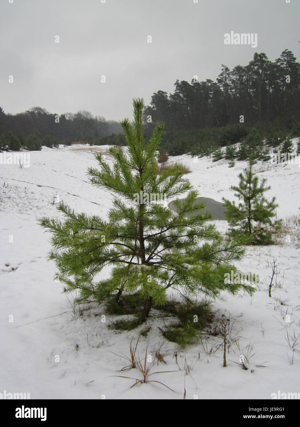 Lo "Schwetzinger Hardt" si riferisce a una regione della Germania nota per i suoi paesaggi naturali diversificati. Si tratta di un'area ecologica vitale che sostiene varie specie di flora e fauna, offrendo un'idea della biodiversità regionale. Foto Stock