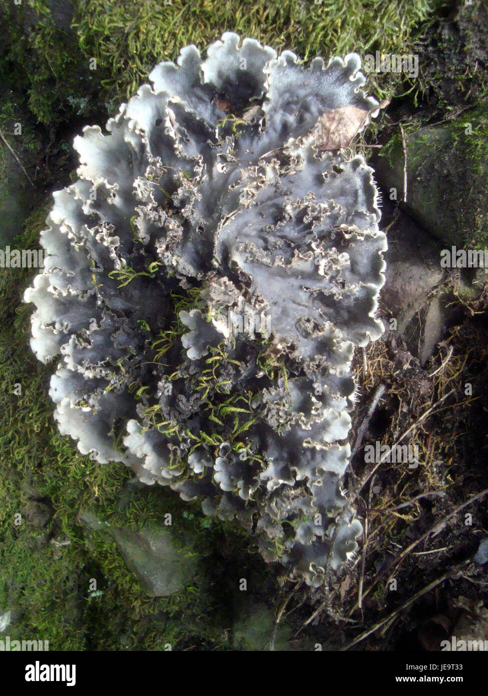 Questa immagine cattura PKL 24, un veicolo militare utilizzato nelle forze armate ceche. Il veicolo fa parte delle operazioni logistiche e tattiche dell'esercito, utilizzato per il trasporto e il movimento strategico durante le missioni. Foto Stock