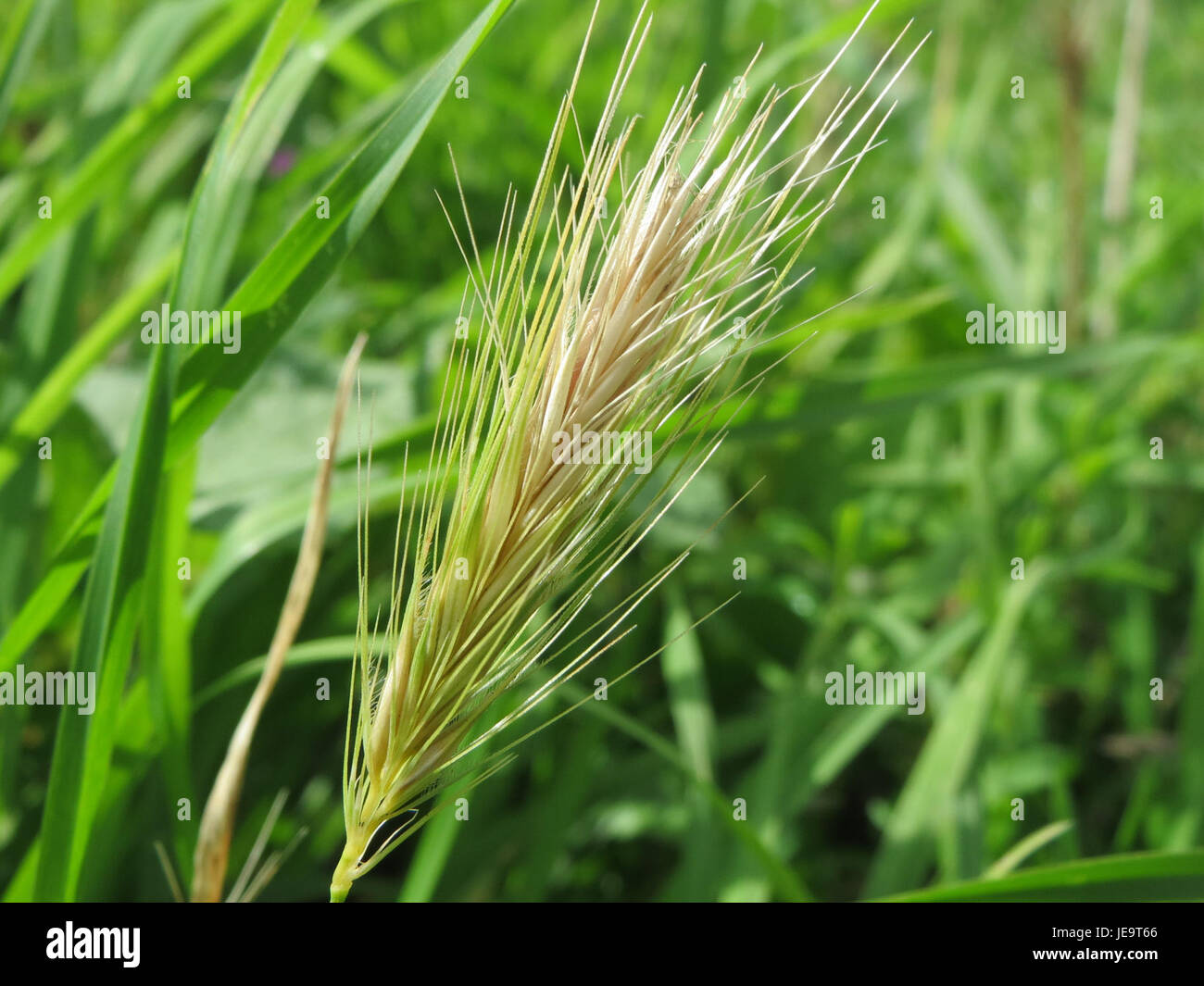 L'Hordeum murinum, noto anche come orzo di topo, è una specie di erba originaria dell'Europa, dell'Asia e del Nord Africa. Si trova spesso in habitat disturbati e viene utilizzato in studi sull'ecologia vegetale e sulle specie invasive. Foto Stock