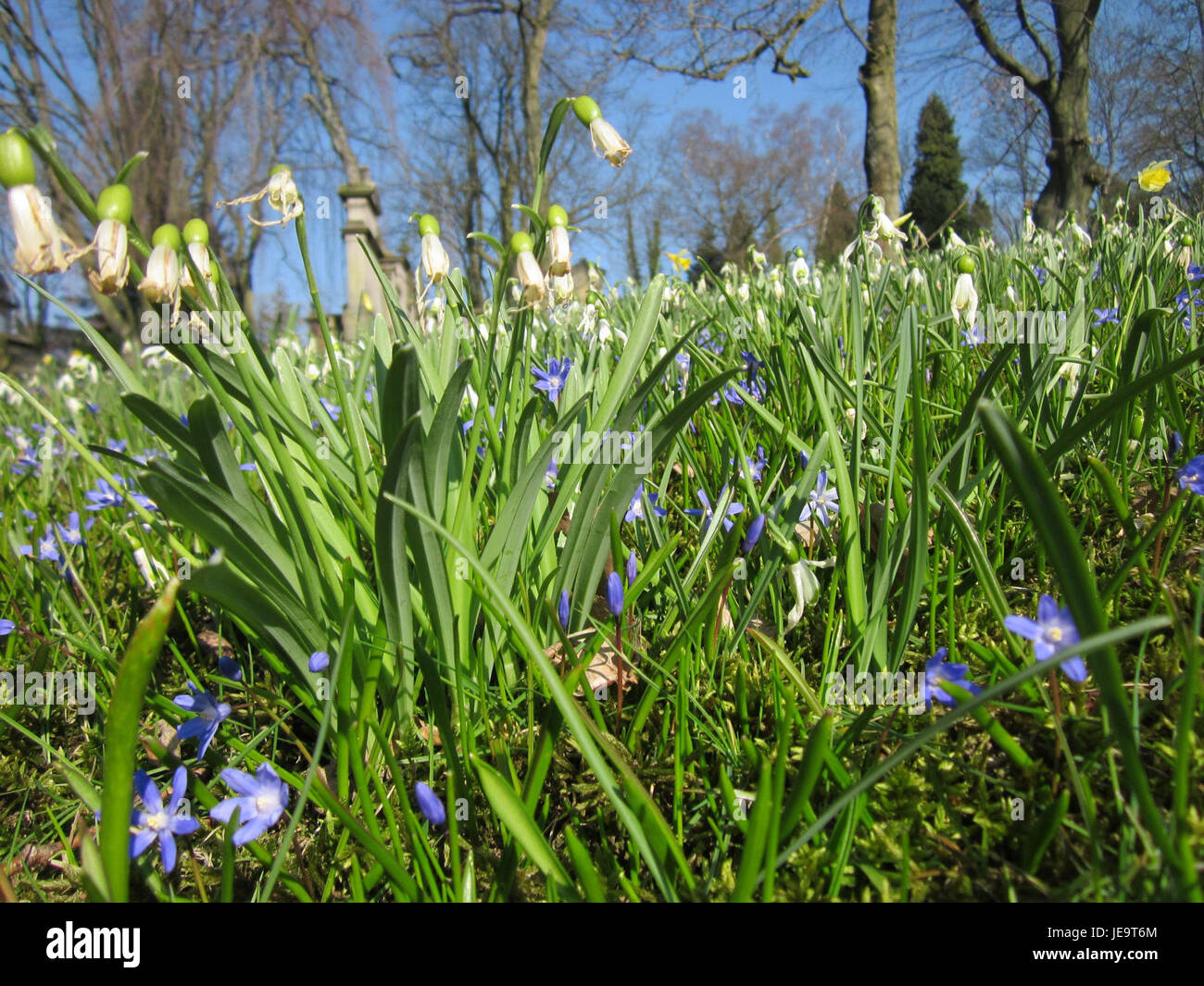 Questa immagine cattura i fiori di Schneeglöckchen (goccia di neve) a Saarbrücken, Germania. Questi fiori fioriti sono il simbolo del cambiamento delle stagioni e sono uno dei primi segni della primavera. Foto Stock