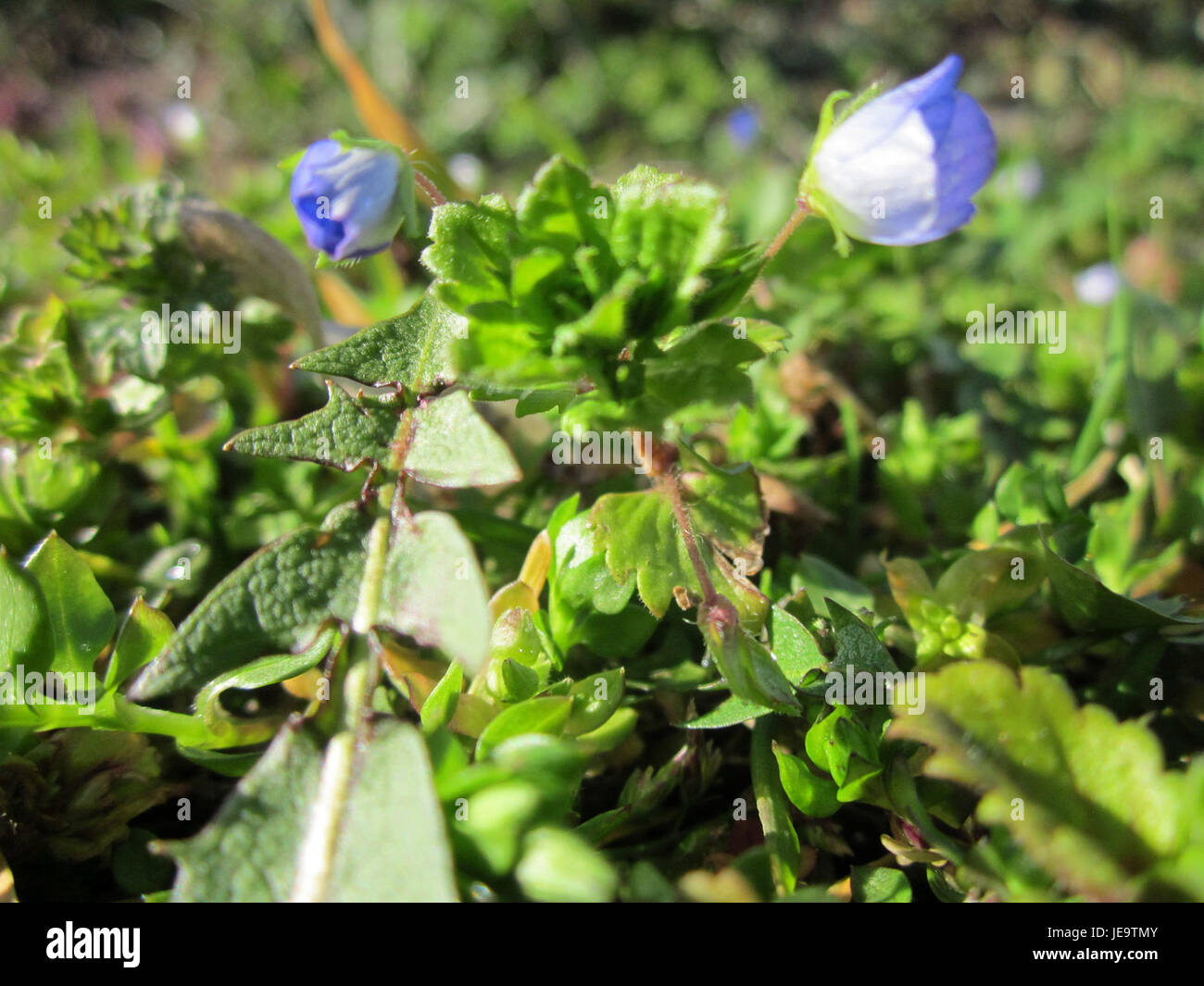 L'Ehrenpreis (speedwell) di Hockenheim è una piccola pianta colorata conosciuta per i suoi vibranti fiori blu. Si trova spesso nei prati e nei campi, contribuendo alla biodiversità locale e alla salute ambientale. Foto Stock