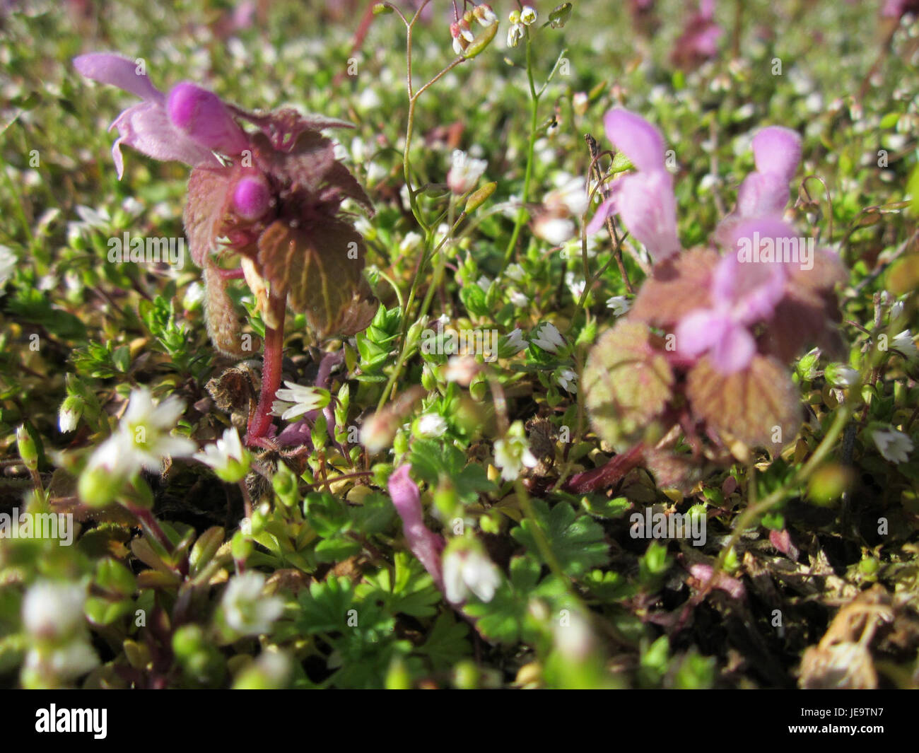 Il Taubnessel, o ortica morta, è una pianta erbacea che si trova nei giardini e nei campi. È caratterizzata dai suoi steli quadrati e dai fiori viola. La pianta non punge, nonostante il suo nome, ed è comunemente usata nella medicina a base di erbe per le sue proprietà antinfiammatorie. Foto Stock