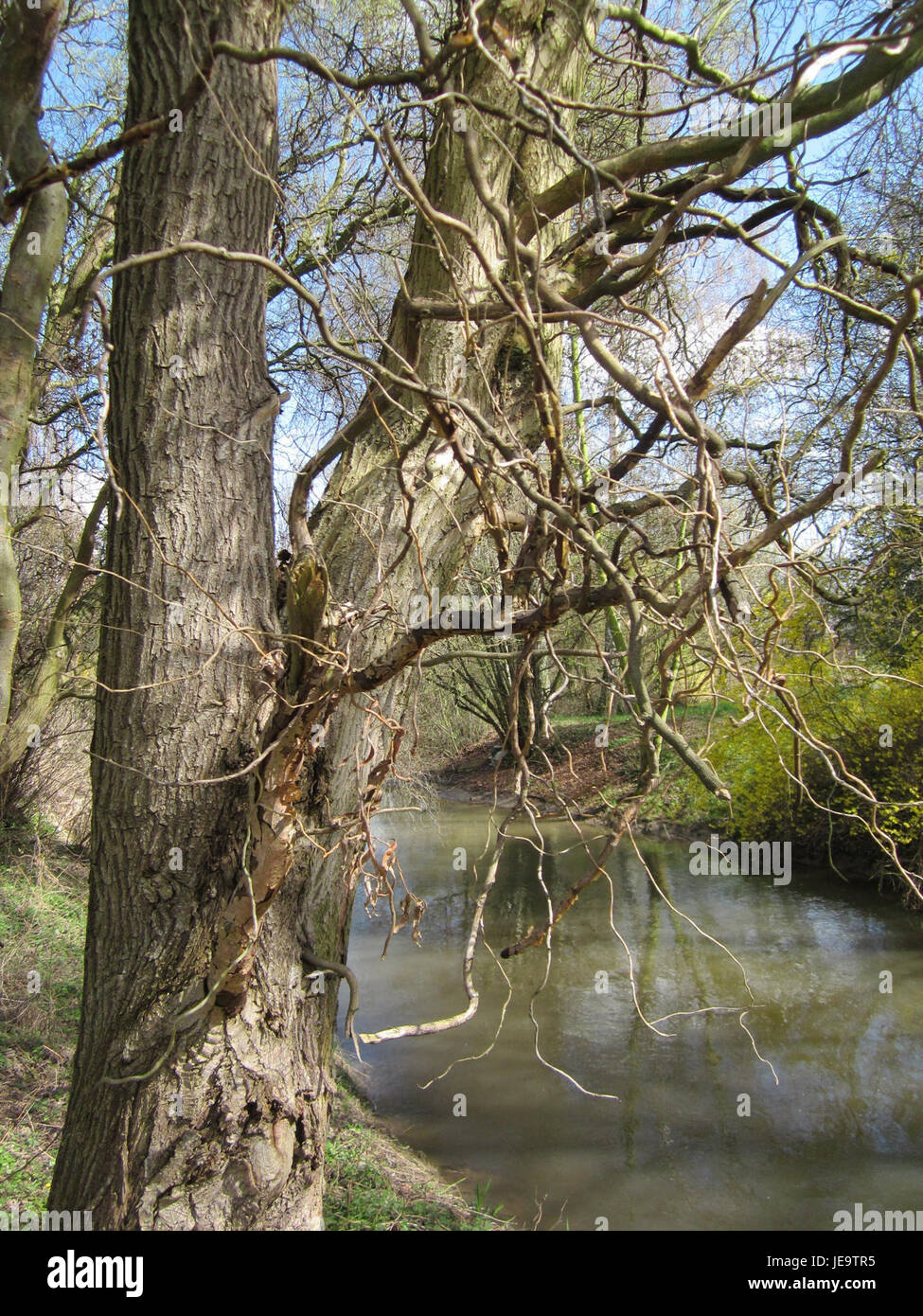 Korkenzieherweide, o salice cavatappi, è un albero ornamentale unico conosciuto per i suoi rami contorti. Trovato a Hockenheim, in Germania, questo albero è popolare nei giardini per il suo aspetto caratteristico e il fogliame attraente. Foto Stock