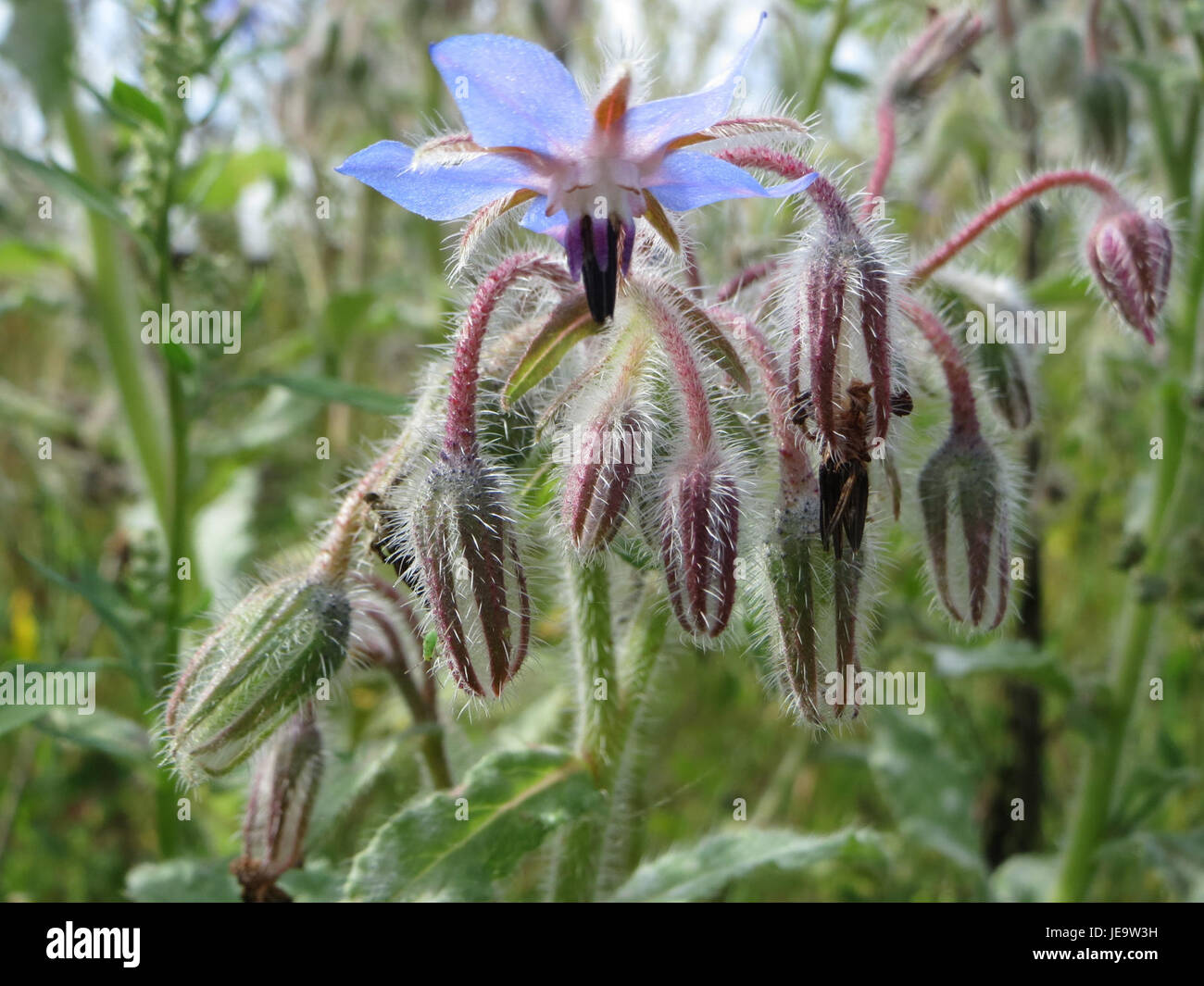 Il Borago officinalis, comunemente noto come borragine, è una pianta originaria dell'Europa e dell'Asia. È apprezzato per le sue proprietà medicinali e per i fiori a forma di stella blu brillante, spesso utilizzati nei rimedi erboristici e nelle applicazioni culinarie. Foto Stock