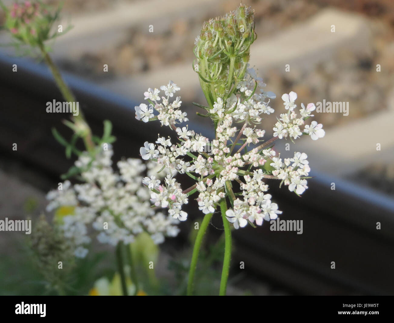 Il Daucus carota, comunemente noto come carota selvatica, è una specie originaria dell'Europa e dell'Asia. È spesso riconosciuta per le sue ampolline bianche in fiore ed è un predecessore della carota coltivata, apprezzata per le sue proprietà medicinali e per l'uso nei rimedi erboristici. Foto Stock