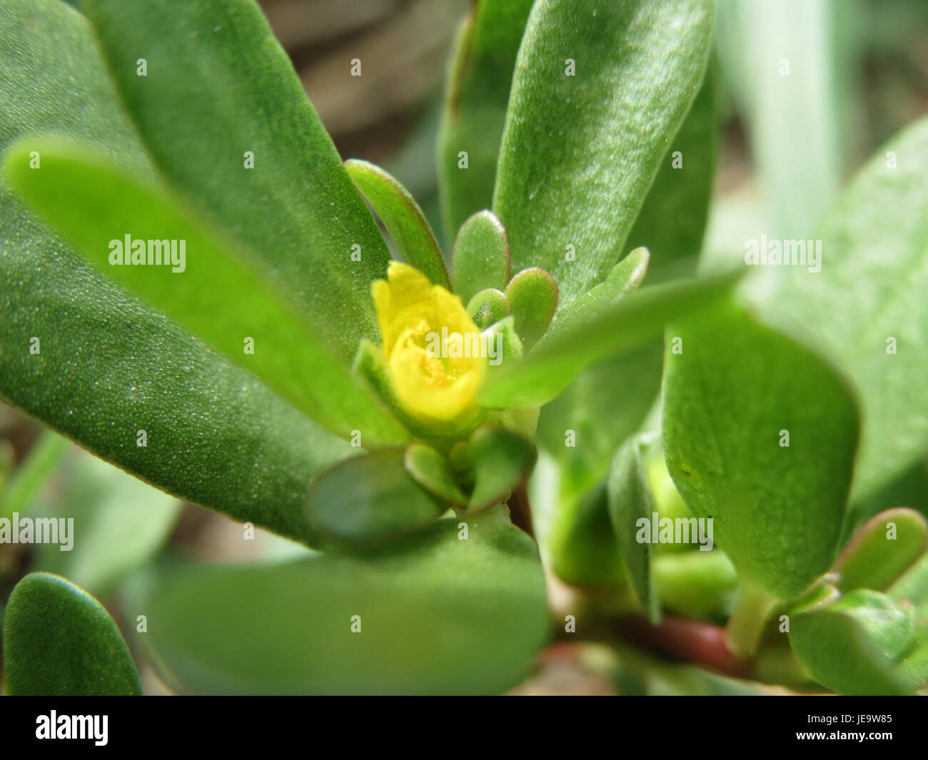 La Portulaca oleracea, nota anche come Purslane, è una pianta succulenta che si trova comunemente nei giardini e come fiore selvatico. È noto per le sue foglie commestibili e i fiori vivaci, spesso utilizzati in piatti culinari e rimedi a base di erbe. Foto Stock
