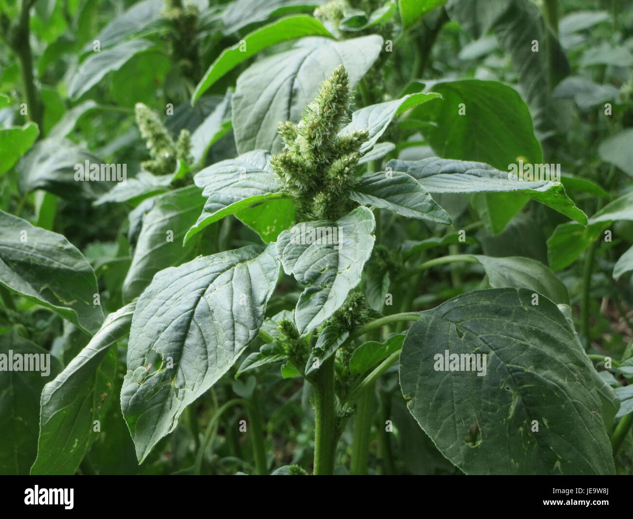 L'Amaranthus retroflexus, noto anche come alghe pigmentate redroot, è una pianta annuale in rapida crescita originaria del Nord America. Si trova spesso in suoli disturbati ed è nota per la sua resilienza e adattabilità. La pianta ha ampie foglie a forma di lancia e produce piccoli fiori verdastri, spesso visti nei campi agricoli e in ambienti disturbati. Foto Stock