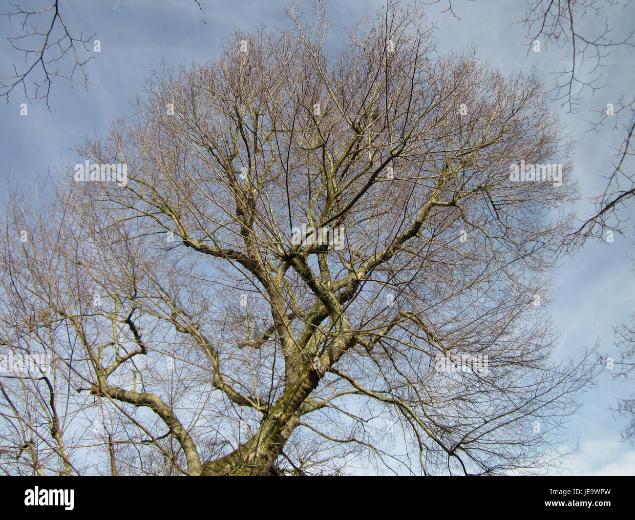 La fotografia, scattata il 24 dicembre 2012, mostra un albero di Ulmus, comunemente noto come olmo, a Hockenheim, in Germania. L'olmo è noto per le sue foglie distintive ed è comune nei climi temperati. Foto Stock