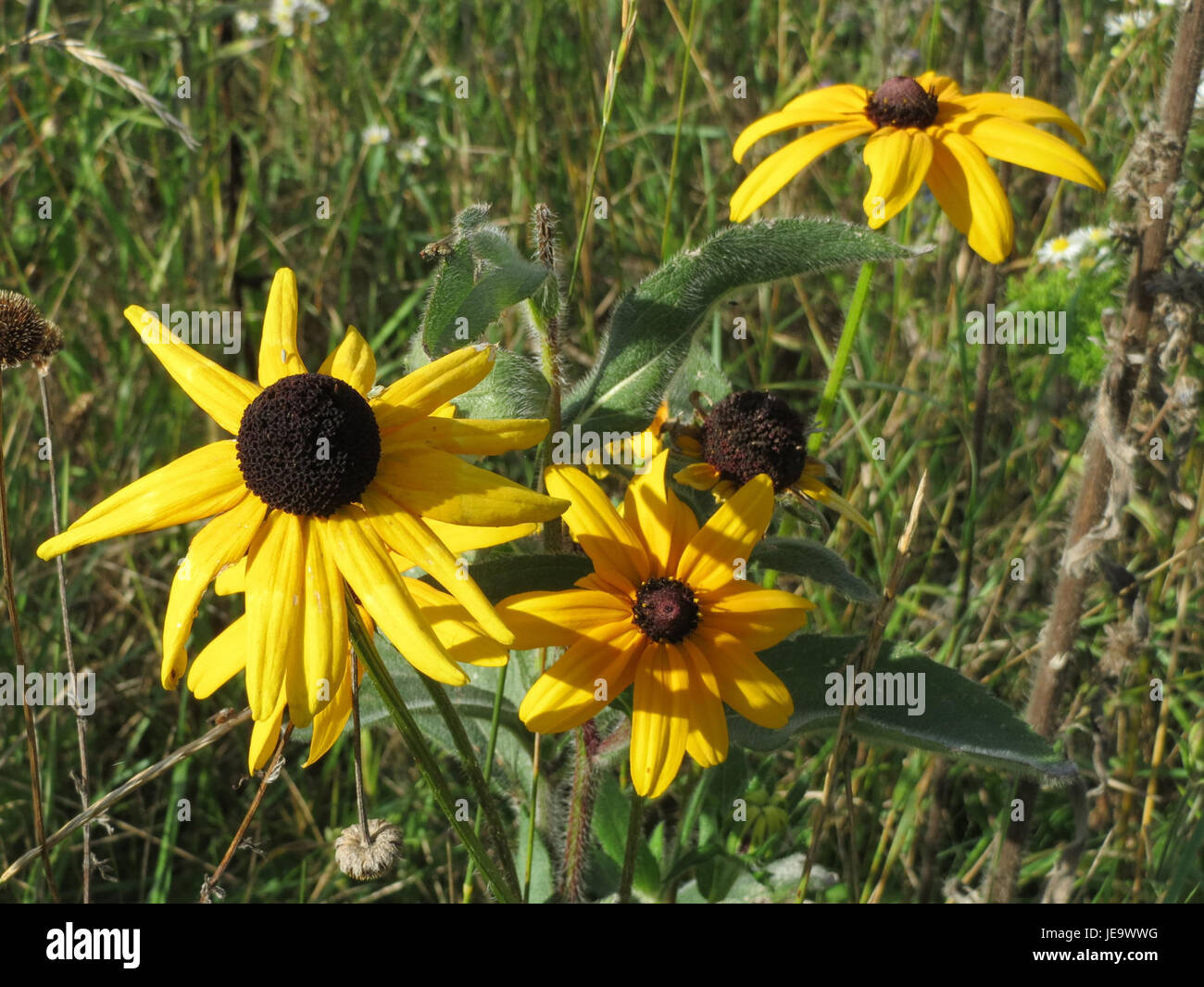 La Rudbeckia hirta, comunemente nota come Susan dagli occhi neri, è una pianta nordamericana della famiglia delle Asteraceae. In genere cresce fino a 1 metro di altezza con teste di fiori gialli simili a margherita ed è originaria dell'America settentrionale orientale e centrale. Questa specie è tossica anche per i gatti se ingerita. Foto Stock