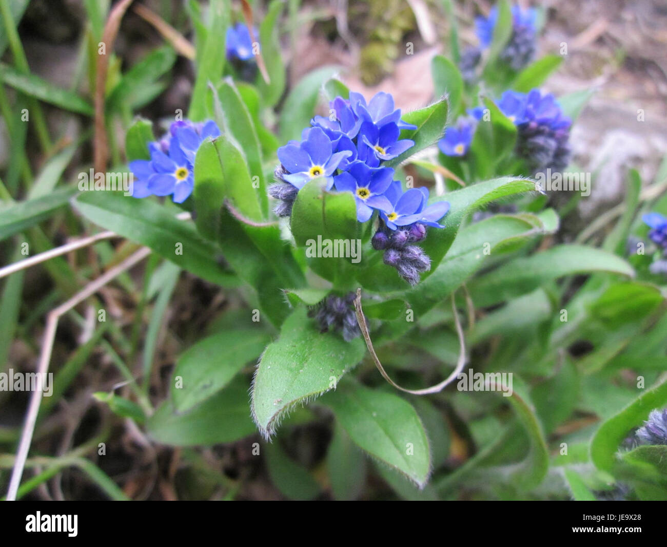 I Vergissmeinnicht, o forget-me-nots, sono piccoli fiori blu originari di Saarbrücken, simboleggiano il ricordo e l'amore nel folklore locale. Foto Stock