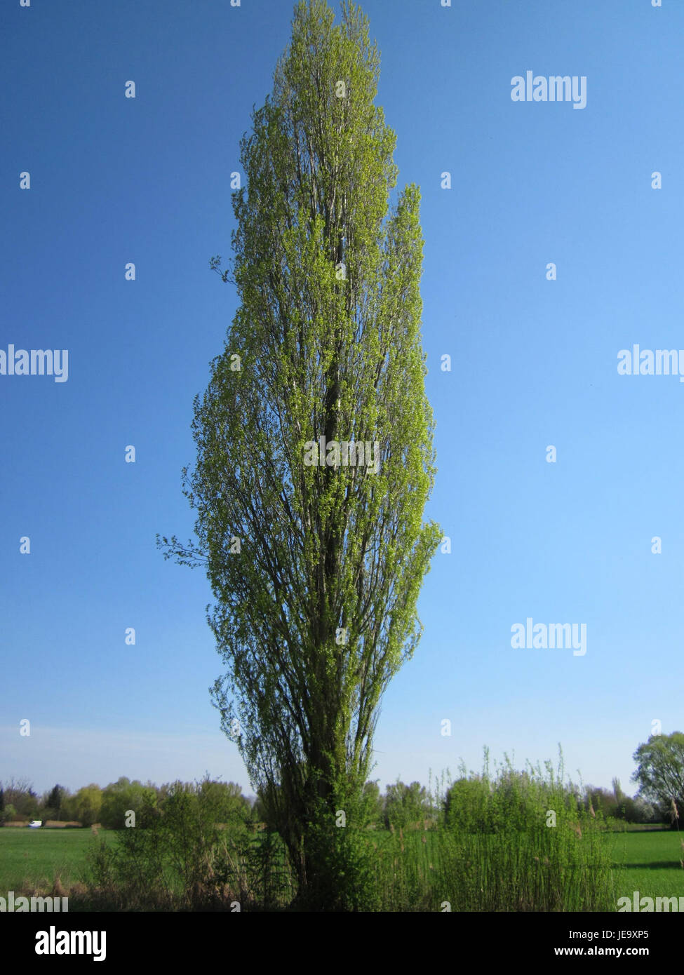 Un albero Pyramiedenpappel fotografato a Hockenheim il 24 aprile 2013. Questo albero, noto per la sua forma piramidale e la corteccia unica, è spesso utilizzato per scopi ornamentali nei parchi e nei giardini. Foto Stock